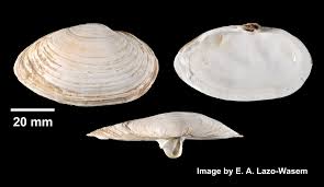 Attēlu rezultāti vaicājumam “Mya arenaria”