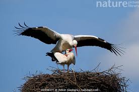 Attēlu rezultāti vaicājumam “Ciconia ciconia nest”
