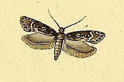 Attēlu rezultāti vaicājumam “Gelechia jakovlevi”