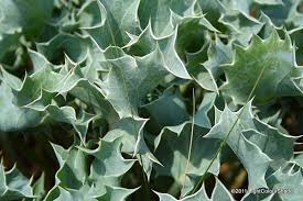 Attēlu rezultāti vaicājumam “Eryngium maritimum leaf”
