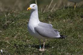 Attēlu rezultāti vaicājumam “Larus argentatus adult”