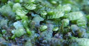 Attēlu rezultāti vaicājumam “Calypogeia neesiana”