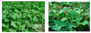 Attēlu rezultāti vaicājumam “Plantago major leaf”