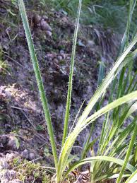 Attēlu rezultāti vaicājumam “Luzula luzuloides leaf”