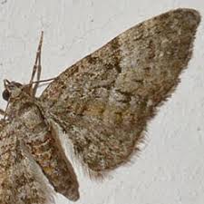 Attēlu rezultāti vaicājumam “Eupithecia pusillata”