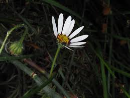 Image result for Dimorphotheca pluvialis