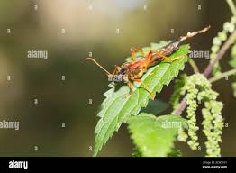 Attēlu rezultāti vaicājumam “Necydalis major”