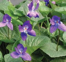 Image result for Viola odorata