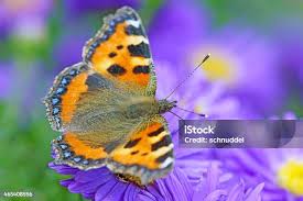 Attēlu rezultāti vaicājumam “Aglais urticae”