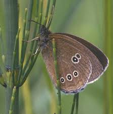 Attēlu rezultāti vaicājumam “Aphantopus hyperantus underside”