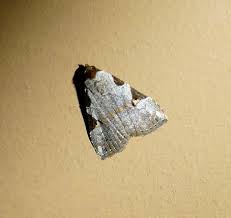 Attēlu rezultāti vaicājumam “Nola sp.”