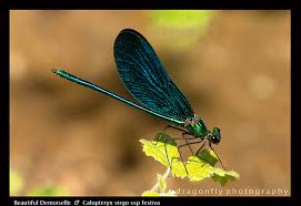 Attēlu rezultāti vaicājumam “Calopteryx virgo female”