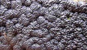 Attēlu rezultāti vaicājumam “Hypoxylon multiforme”