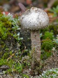 Attēlu rezultāti vaicājumam “Tulostoma fimbriatum”