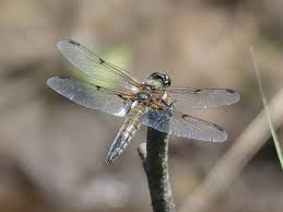 Attēlu rezultāti vaicājumam “Libellula quadrimaculata”