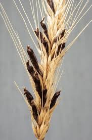 Attēlu rezultāti vaicājumam “Claviceps purpurea”