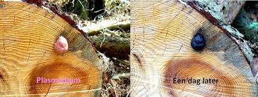 Attēlu rezultāti vaicājumam “Amaurochaete atra macro”