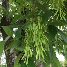 Attēlu rezultāti vaicājumam “Fraxinus pennsylvanica leaf”