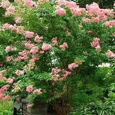 Image result for Lagerstroemia