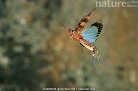 Attēlu rezultāti vaicājumam “Oedipoda caerulescens”