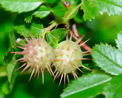 Attēlu rezultāti vaicājumam “Diplolepis bicolor”