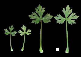 Attēlu rezultāti vaicājumam “Ranunculus sceleratus leaf”