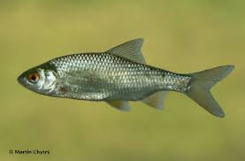 Image result for Rutilus rutilus