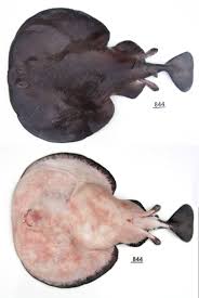 Image result for Tetronarce nobiliana