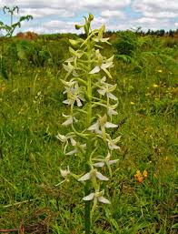Attēlu rezultāti vaicājumam “Platanthera bifolia flower”