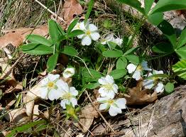 Attēlu rezultāti vaicājumam “Potentilla alba”