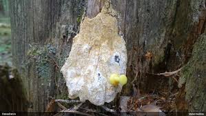 Attēlu rezultāti vaicājumam “Diderma cinereum”