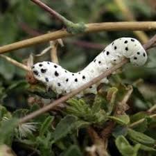 Attēlu rezultāti vaicājumam “Tenthredo scrophulariae”