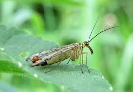 Attēlu rezultāti vaicājumam “Hemerobius perelegans”