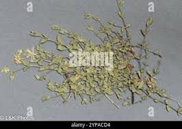 Attēlu rezultāti vaicājumam “Stellaria crassifolia”