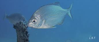 Image result for Spondyliosoma cantharus