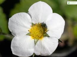 Attēlu rezultāti vaicājumam “Fragaria moschata flower”