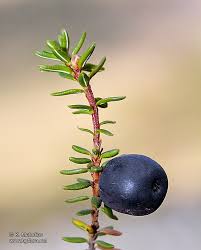 Attēlu rezultāti vaicājumam “Empetrum nigrum”