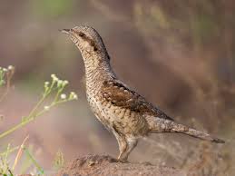 Image result for Jynx torquilla