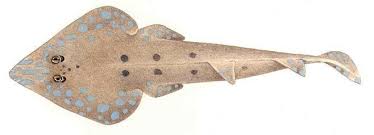 Image result for Rhinobatos rhinobatos