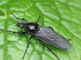 Attēlu rezultāti vaicājumam “Heptagenia sulphurea female”
