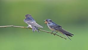 Attēlu rezultāti vaicājumam “Hirundo rustica”