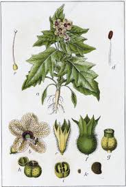 Attēlu rezultāti vaicājumam “Hyoscyamus niger”