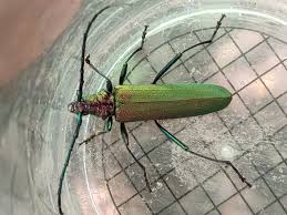 Attēlu rezultāti vaicājumam “Aromia moschata”