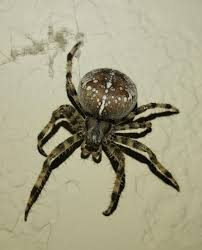 Attēlu rezultāti vaicājumam “Araneus diadematus eggs”