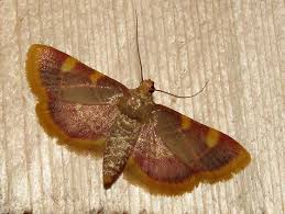 Attēlu rezultāti vaicājumam “Hypsopygia costalis”