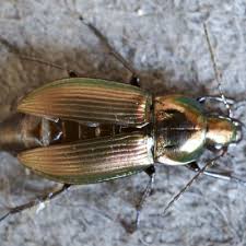 Attēlu rezultāti vaicājumam “Poecilus lepidus”