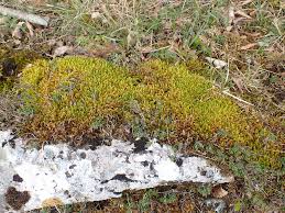 Attēlu rezultāti vaicājumam “Hypnum cupressiforme var. lacunosum”