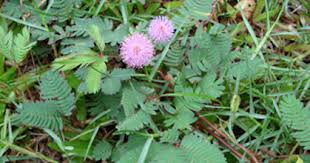 Image result for pohon semalu images