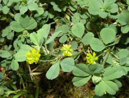 Attēlu rezultāti vaicājumam “Trifolium dubium”