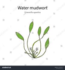 Attēlu rezultāti vaicājumam “Limosella aquatica”